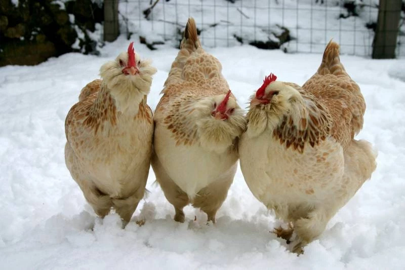 День Луки, Могущница отмечают 20 февраля 2025 года