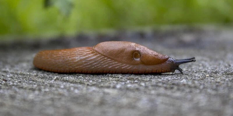 Дачные вредители: чем обрабатывать сад весной от испанских слизней