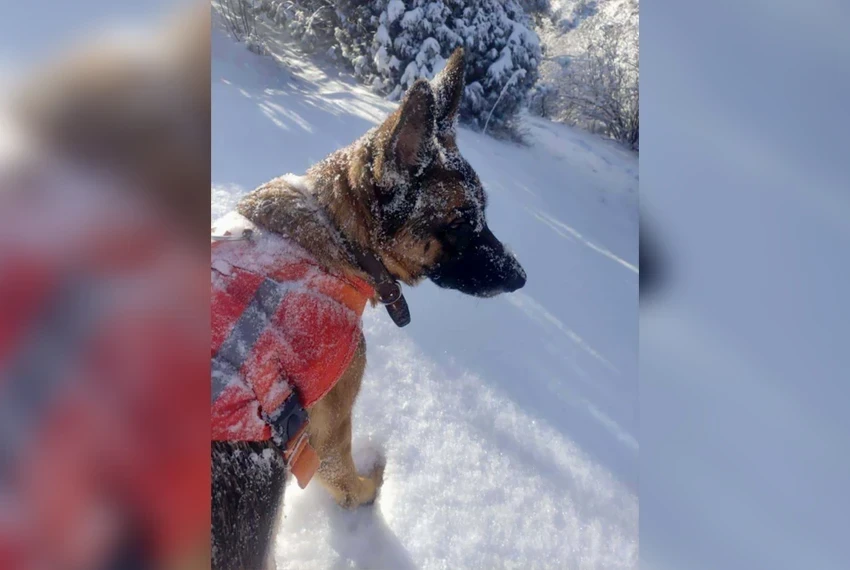 По следу надежды: как собаки-спасатели ищут людей в Кыргызстане