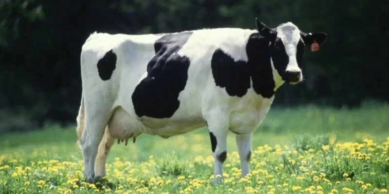 Жогорку Кенеш принял новую редакцию закона о племенном деле в животноводстве Кыргызстана во втором чтении