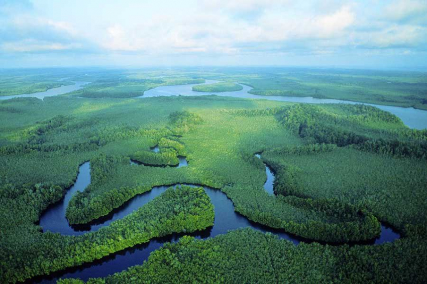 В бассейне реки Конго нашли крупнейший тропический торфяник