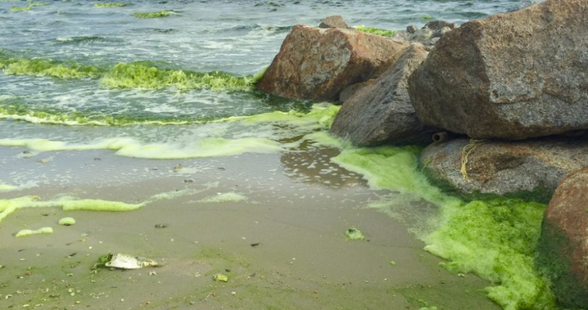 Можно ли купаться в водоеме во время цветения — дерматолог