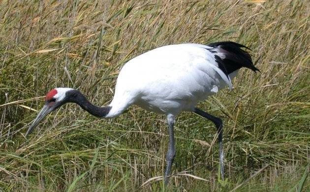 Всеминый день журавля отметят по всей стране 11 сентября 2022 года