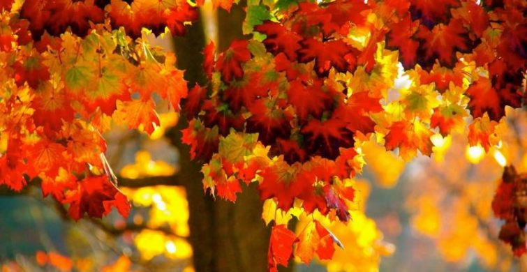 Какой церковный праздник сегодня в России 21 сентября 2022 года