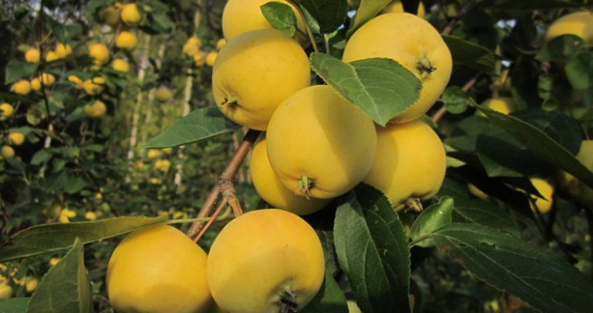 Что делать огородникам с урожаем при резком похолодании в сентябре 2022 года