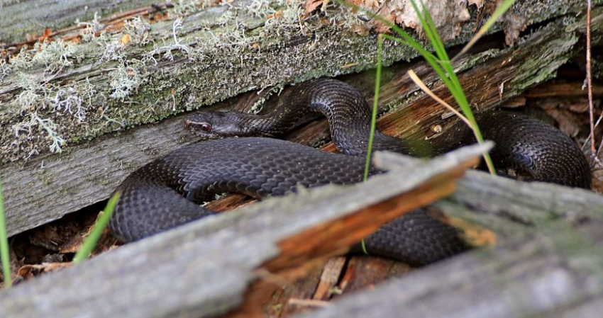 Почему змеи на Воздвижение сплетаются в клубок