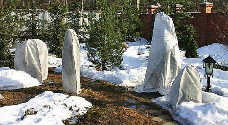 Растения в саду, которые обязательно нужно закрывать на зиму