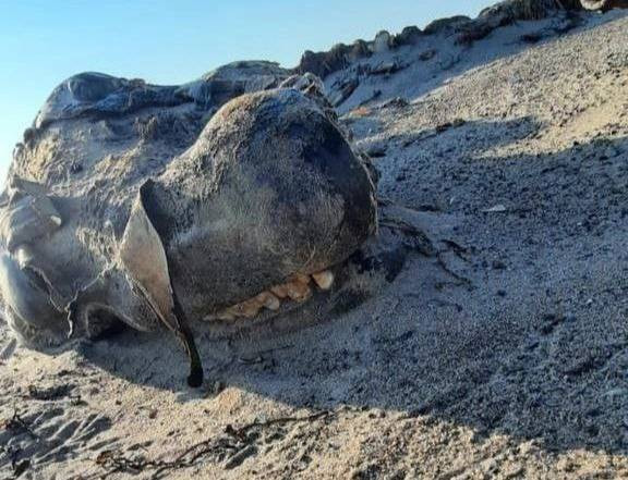 Ученые нашли неизвестное существо на сахалинском побережье