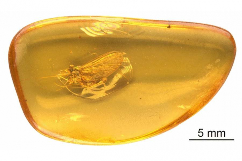 В янтаре возрастом 35 миллионов лет нашли неизвестную группу насекомых