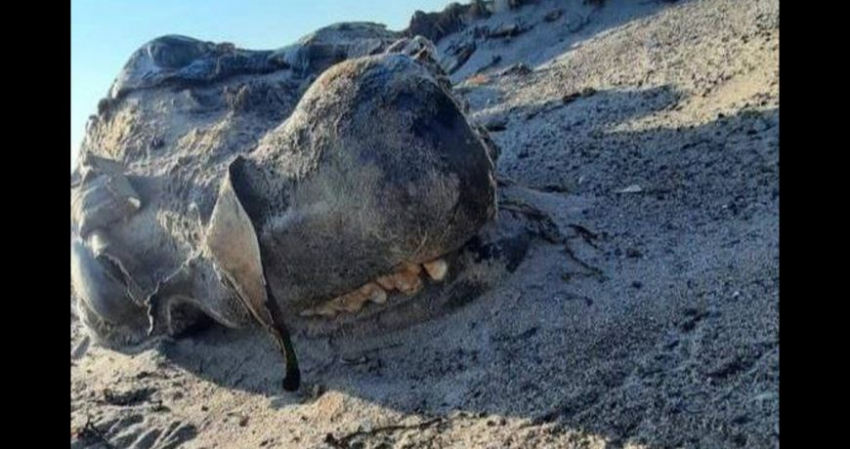 На сахалинском побережье обнаружили останки неизвестного существа