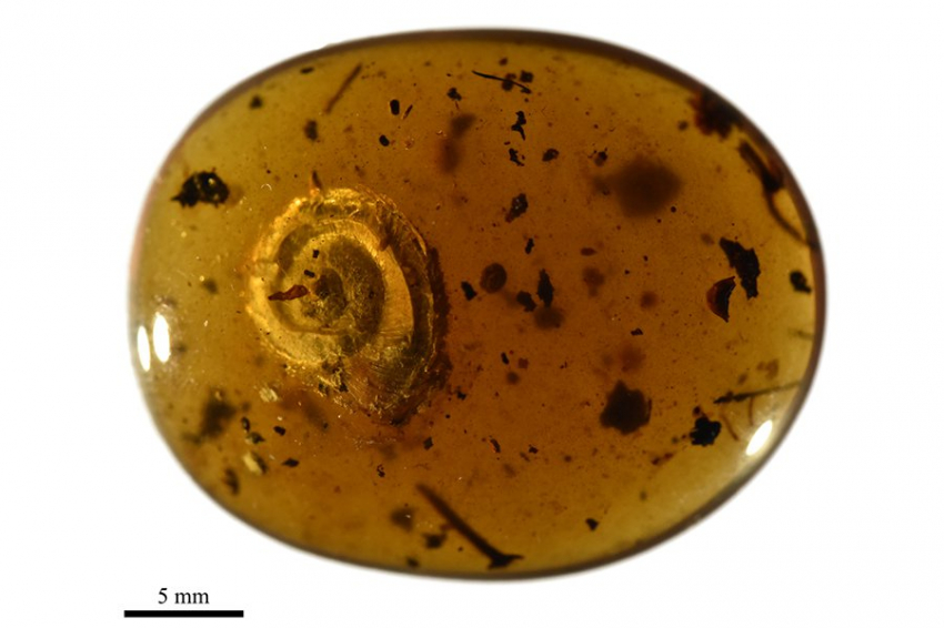 Ученые нашли в янтаре мохнатую улитку возрастом 99 миллионов лет