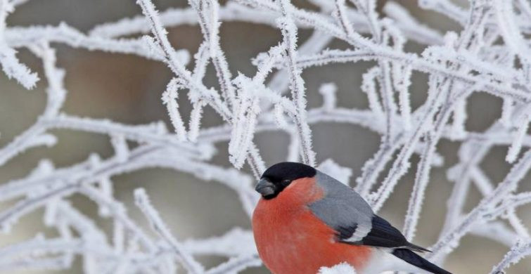 Приметы и поверья в Варварин день 17 декабря 2022 года